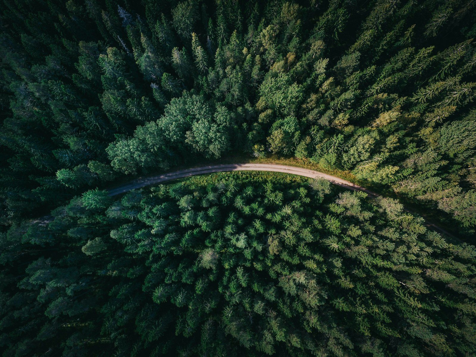 International day of forests